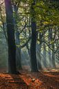 Herfst Bos met zonnestralen van Mart Houtman thumbnail