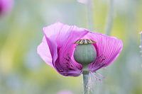 Roze klaproos