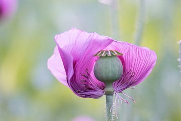 Pink Mohn von Sonja Waschke