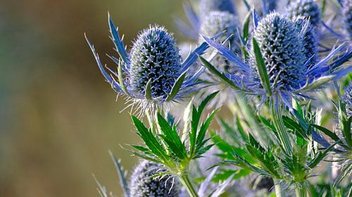 Blauwe distel
