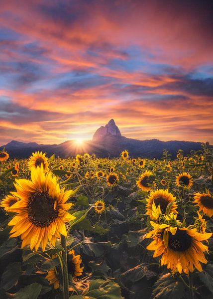 Sunflowers by Tiger Seo