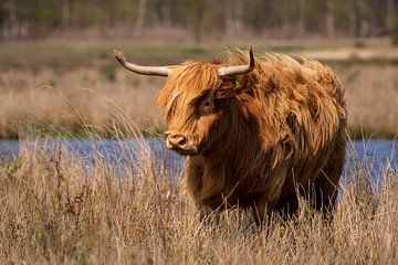 Schotse hooglander in het gras van Mandy van Tilborg