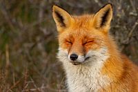 Genießender Fuchs