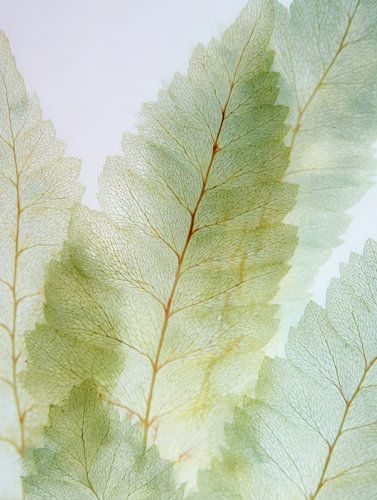 Zarte Farnblätter in Pastellgrün