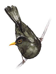 Amsel-Aquarell