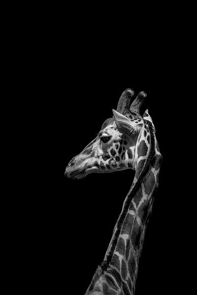 I'm not happy by Frank Ma