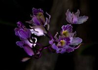 Creatief Paarse Orchidee (Myrmecophila Humboldtij)