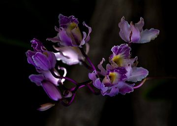 Kreative lila Orchidee (Myrmecophila Humboldtime) von Ruurd van der Meulen