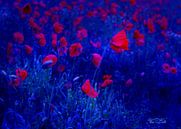Red in Blue von Vera Laake Miniaturansicht