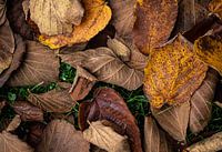 Herfstbladeren in het gras