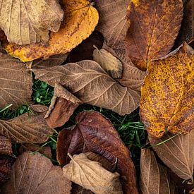 Herbstblätter im Gras von Jan Roos