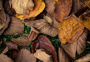 Herbstblätter im Gras