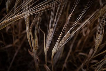 Yellow corn close-up with dark background in the countryside near Canterbury in the United-Kingdom by Angeline Dobber
