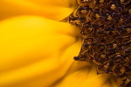 A close-up of a warm sunny yellow sunflower by Marjolijn van den Berg