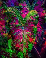 Caladium rose