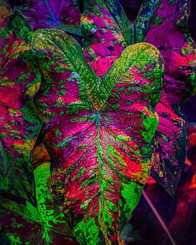Caladium Roze