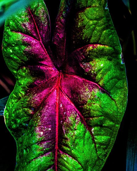 Caladium rose par desmyrka