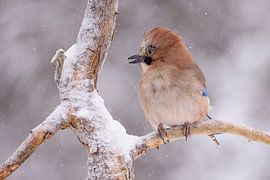 Le geai, également appelé geai (Garrulus glandarius)