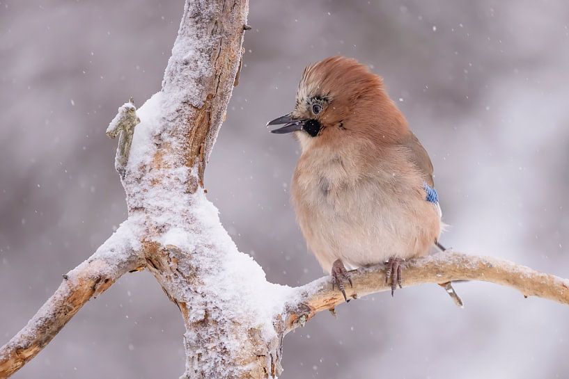 The Jay, also called Jay (Garrulus glandarius) by Gert Hilbink