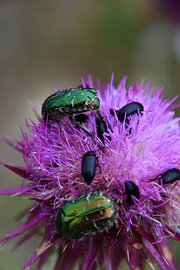 Käfer 2 von Erik Buitenhuis