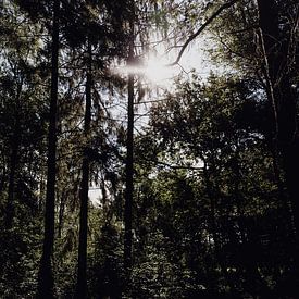 Des rayons de soleil à travers la forêt sur Britt Laske