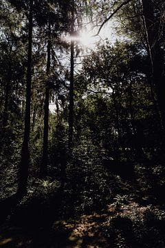 Des rayons de soleil à travers la forêt