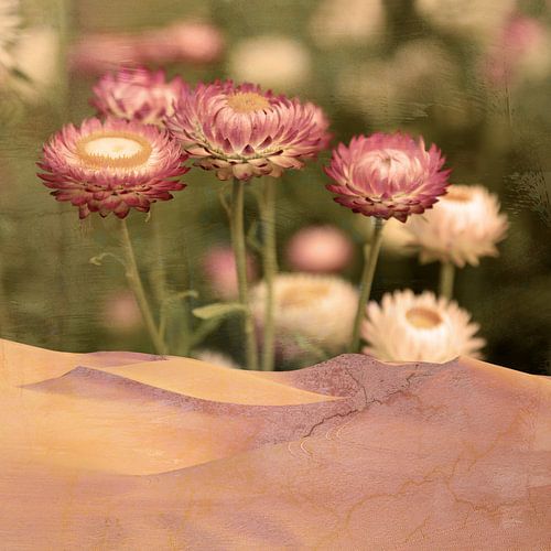 DAISY DESERT