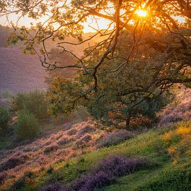 Blühendes Heidekraut mit der Sonne, die durch den Baum scheint von Alvin Aarnoutse