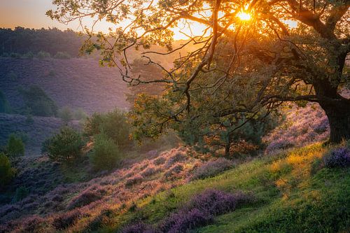 Heide in bloei met de zon schijnend door de boom van Alvin Aarnoutse