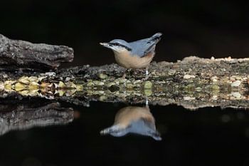Nuthatch