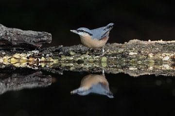 Nuthatch