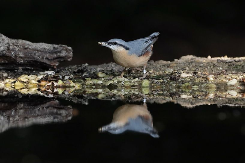 Nuthatch by Martine Oortwijn
