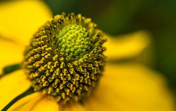 Bourgeon floral de la rudbeckie