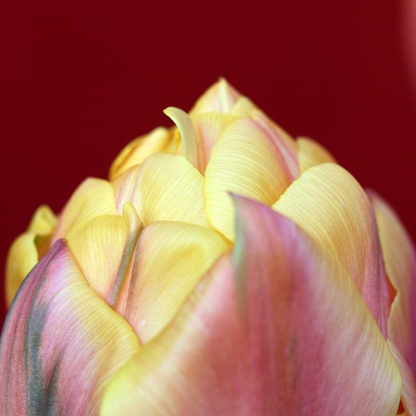 Tulp close-up van Erik Wouters