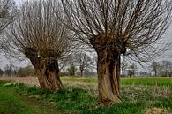 Twee wilgen bomen in de winter. van Hans Jansen thumbnail