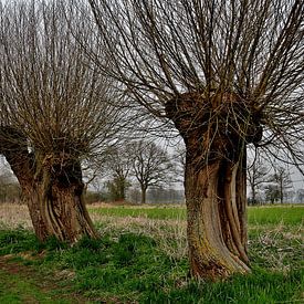 Twee wilgen bomen in de winter. van Hans Jansen