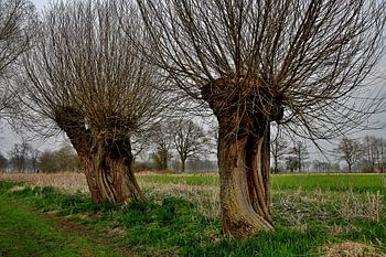 Two willow trees in winter.