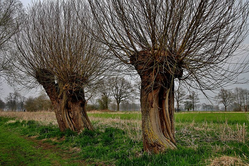 Two willow trees in winter. by Hans Jansen