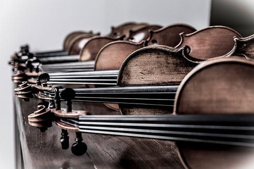 Violins close-up
