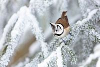 Crested Tit