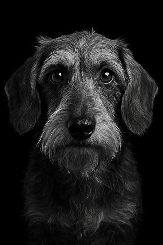 Teckel 'King Lodewijck'