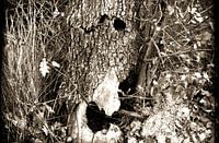 The Haunted Tree