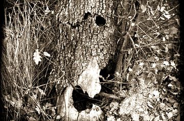 The Haunted Tree van 10x15 Fotografia