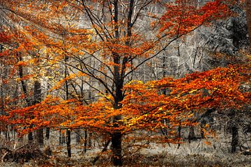 Uitzicht op een beukenboom in een winters landschap