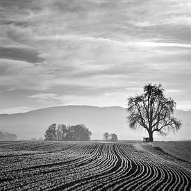 Linien zum Baum von CSB-PHOTOGRAPHY
