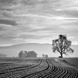 Lijnen naar de boom van CSB-PHOTOGRAPHY