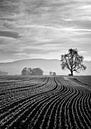 Linien zum Baum von CSB-PHOTOGRAPHY Miniaturansicht