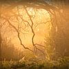Mystieke ochtend op de Brunssummerheide van peter reinders