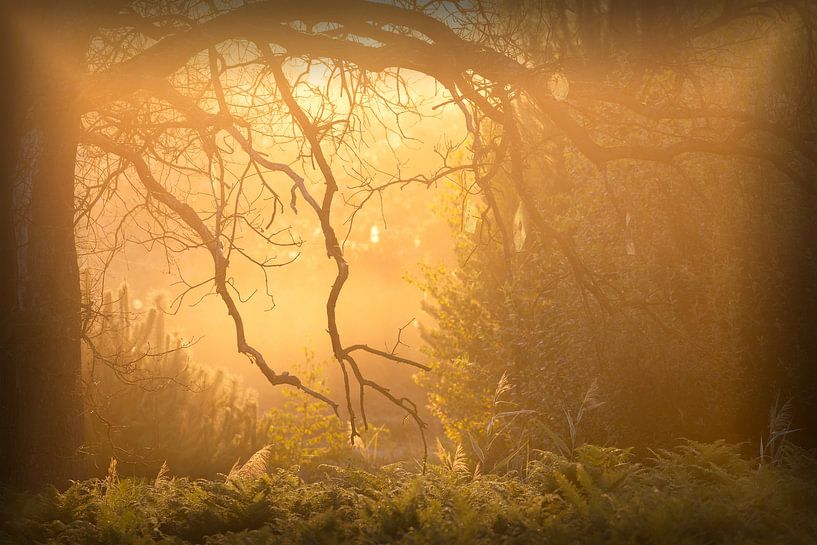 Matinée mystique sur la lande de Brunssummer par peter reinders