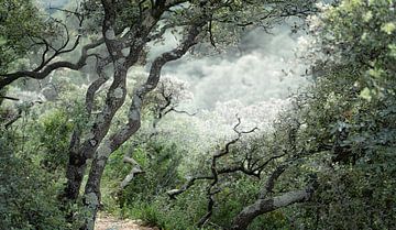 Wandern in der Provence von Adrien Hendrickx